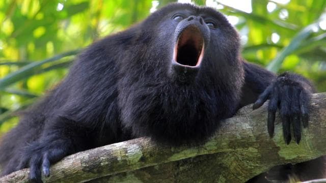 Tamarindo Estuary: Kayak Monkey Tour