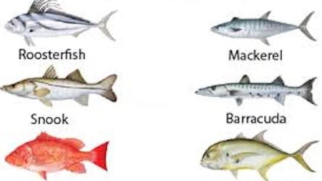 Playa Mantas: Beach Fishing Tour
