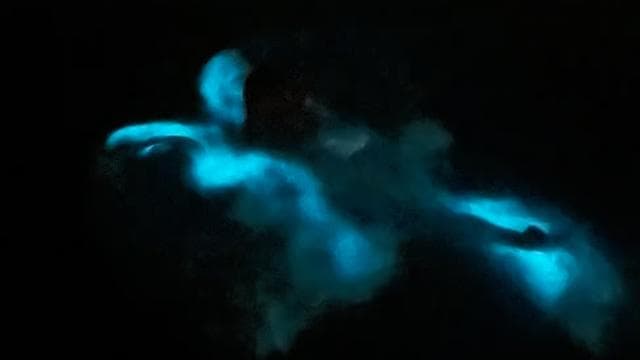 La Parguera: Bioluminescent Bay Boat Tour