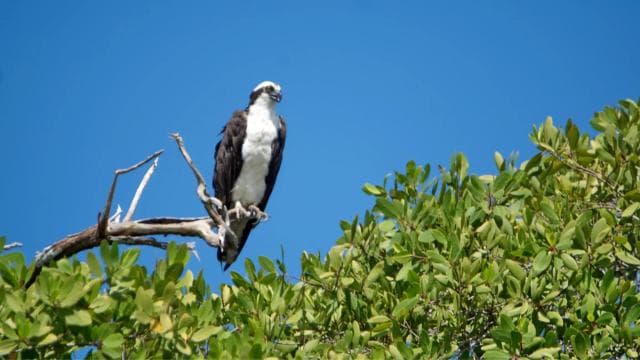 Tamarindo Estuary: Kayak Monkey Tour - Photo 4 (Gallery view)