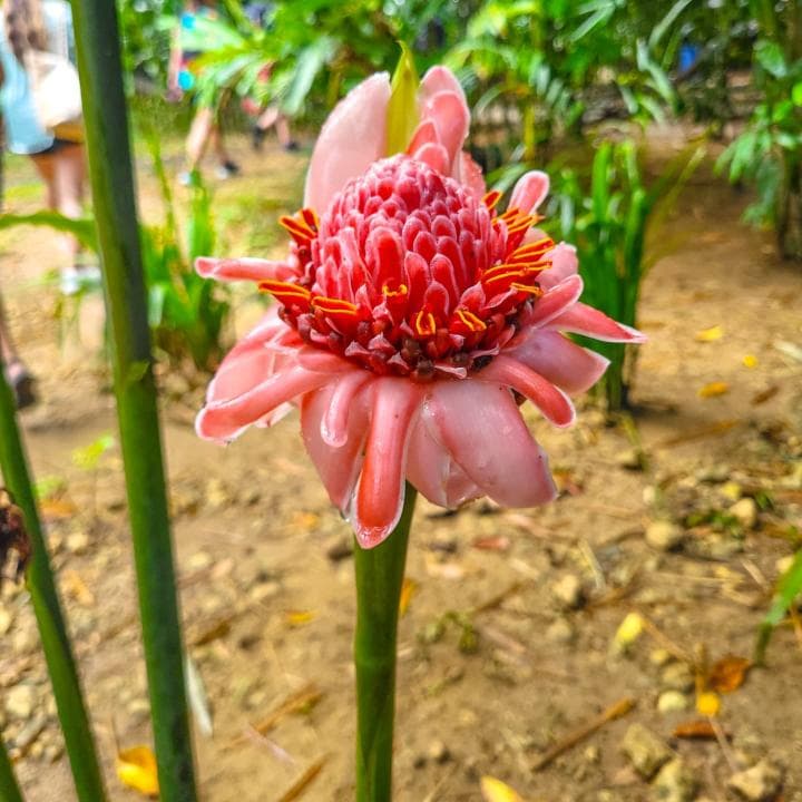 Miches: Yanigua Waterfalls Tour – Clay Spa, Lunch & Nature Adventure
