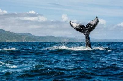 Samana: Private Whale Watching Half Day Trip