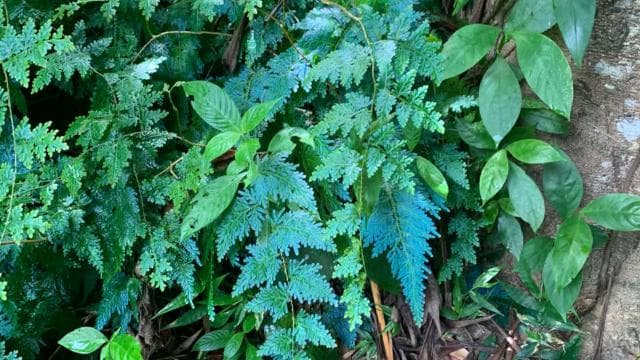 El Yunque National Rainforest Nature Walk & Luquillo Beach - Photo 3 (Gallery view)