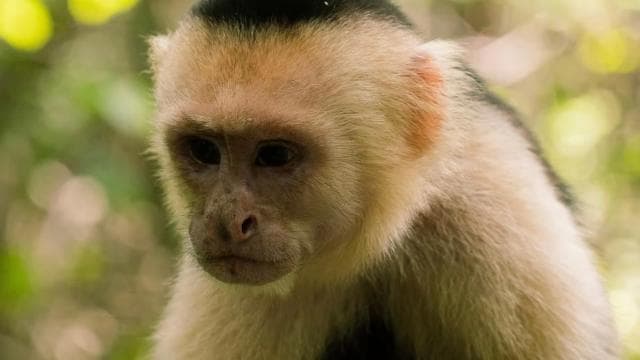 Manuel Antonio Park: Guided Walking Tour with a Naturalist - Photo 1 (Main angle)
