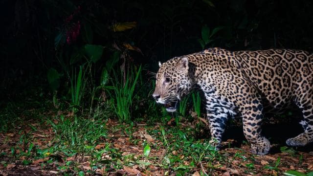 Tortuguero: Day walk in Tortuguero National Park (Jaguar)