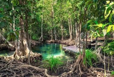 Private Samaná: Los Haitises Park, Caño Hondo & Yanigua Tour - Dominican Republic