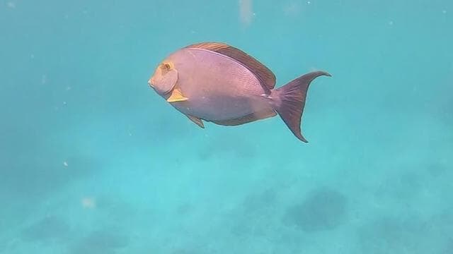 Drake Bay: Snorkeling Tour in Caño Island with Lunch