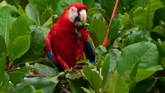 Sierpe: Jungle Wild Cruiser and Mangrove Forest Tour - Dominican Republic
