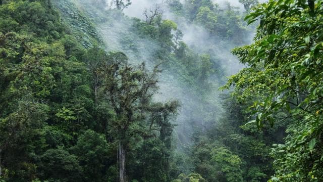 Uvita: Private Nature & Wildlife Night Tour Tropical Forest