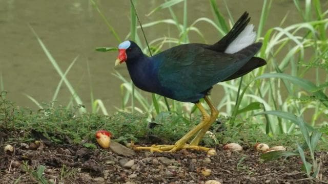Uvita: Bird Watching Tour