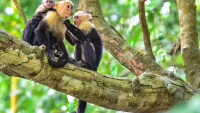 Quepos mangrove tour in Manuel Antonio by boat with monkeys - Dominican Republic