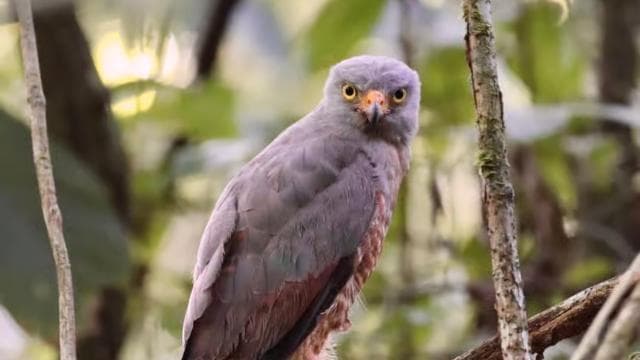 Drake Bay - Bird Watching Tour