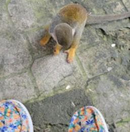 Puerto Plata: Monkeyland Tour