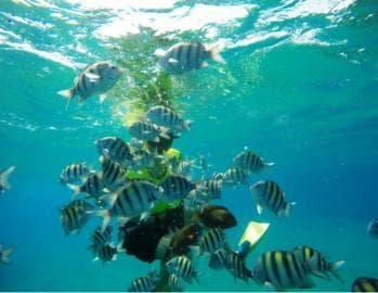 Snorkeling Tour & Sosua Beach Day