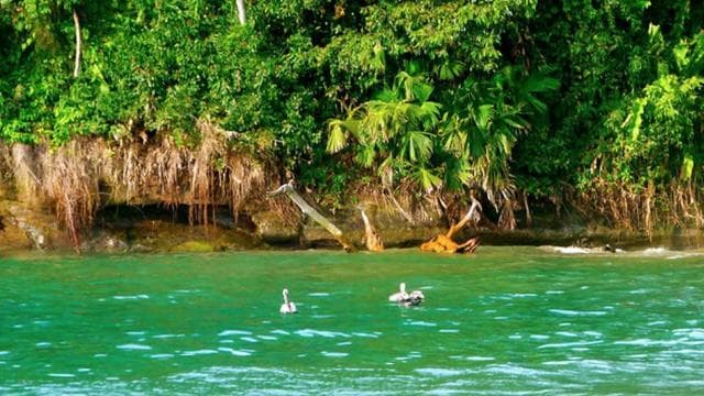 From Manzanillo: Cahuita Snorkel and Rainforest Hike