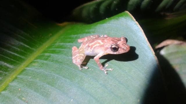 Tortuguero: Night Wildlife Spotting and Jungle Walk