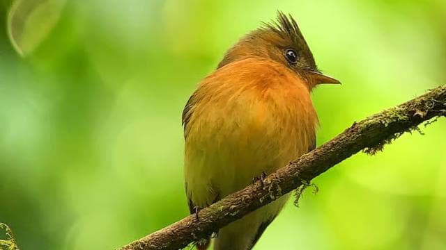Monteverde: Birdwatching Half-Day Tour