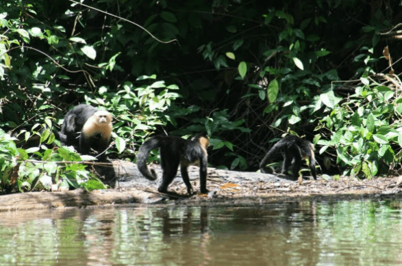 Tortuguero: Kanutour im Nationalpark Tortuguero - Photo 5 (Gallery view)