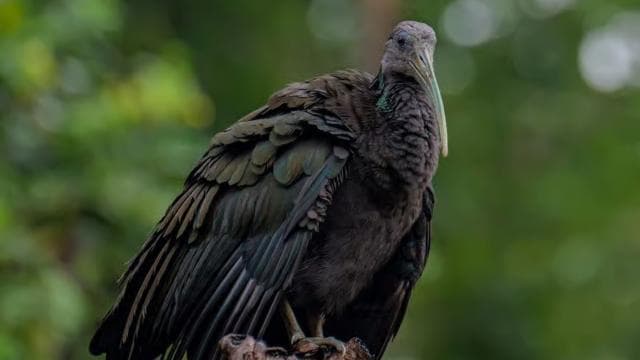 Tortuguero: KAYAK Tour in the Canals. An Unparalleled Experience - Photo 3 (Gallery view)