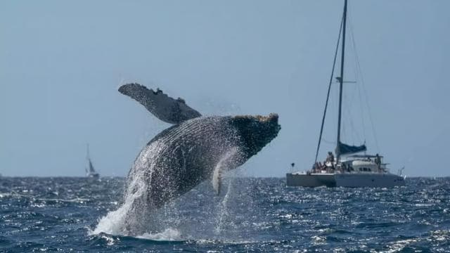 Punta Cana: Samaná Whale Watching and El Limón Day Tour