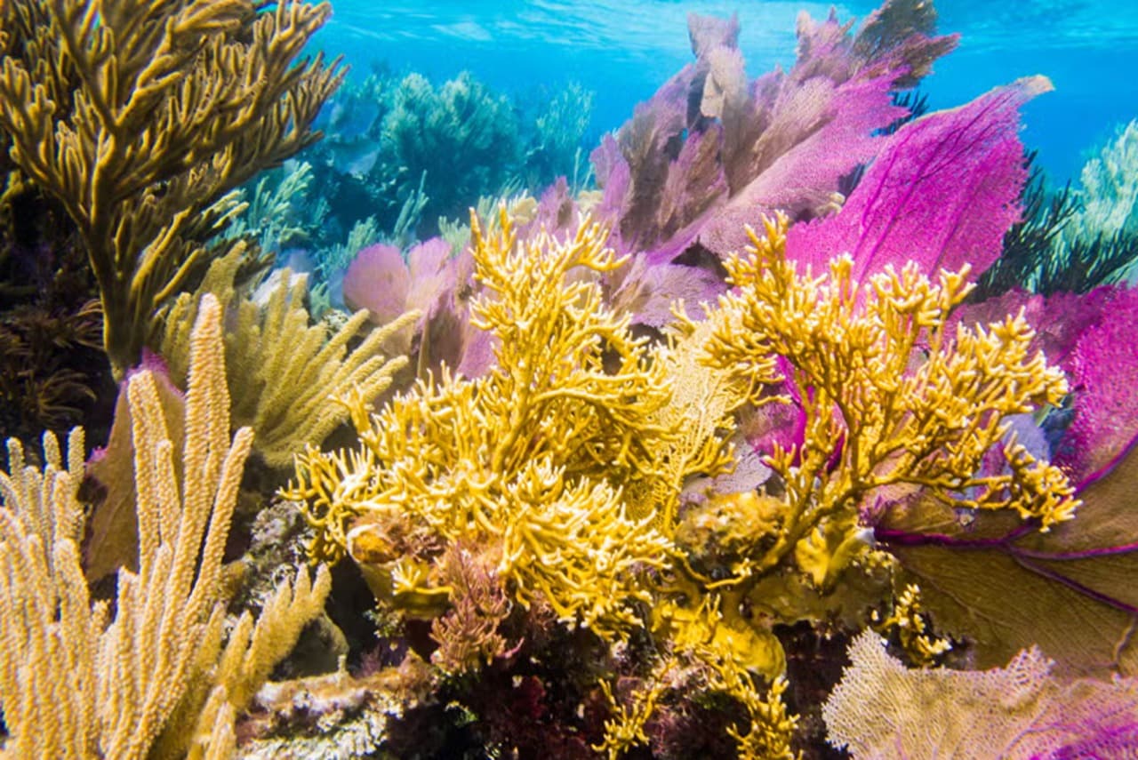 Snorkel in Santa Lucia Reef - Photo 4 (Gallery view)