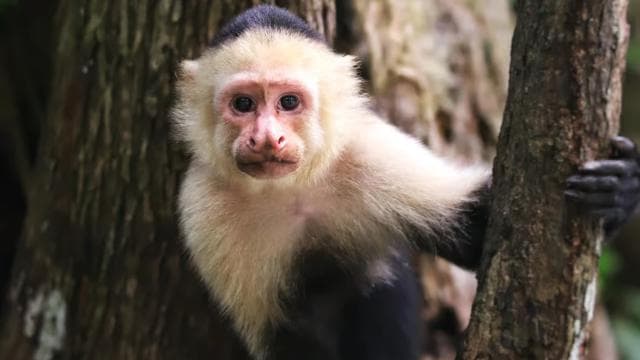 2-Hour Kayak Tour in Quepos Mangroves – See Monkeys & Sloths