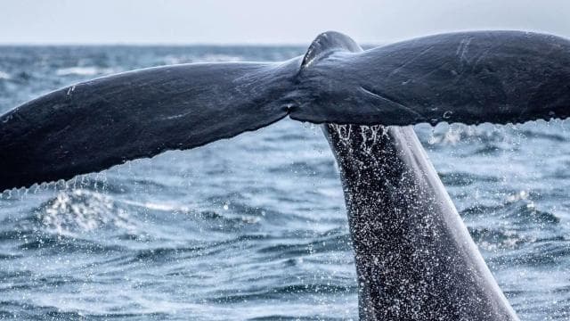 Drake Bay: Dolphin and Whale Watching Tour