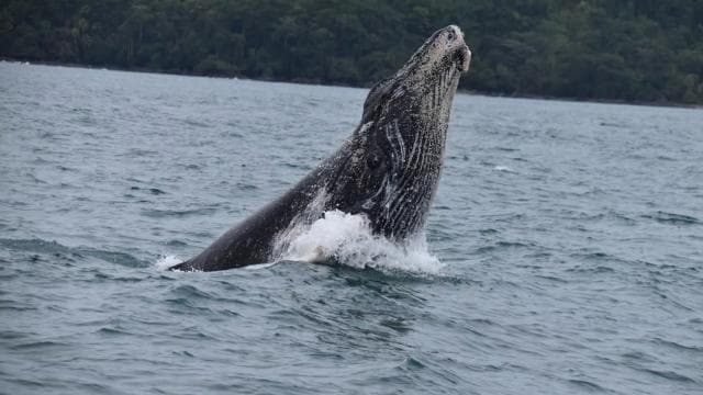Drake Bay - Whales and Dolphins Watching Tour