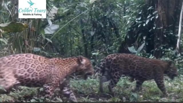 Caño Negro: rivers and lagoons: bird, flora and fauna tour - Dominican Republic
