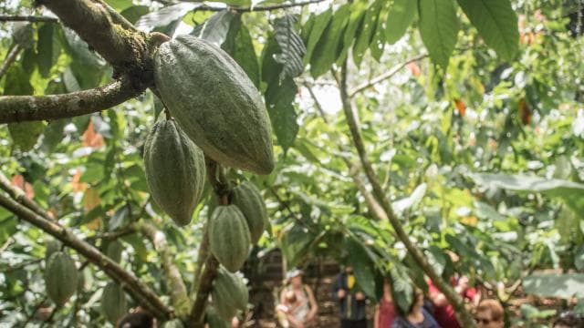 La Fortuna: Rainforest Chocolate Tour