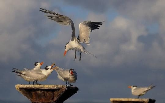 Los Haitises National Park & Cayo Levantado Tour from Samaná Port – Adults $60 | Kids $45 - Photo 5 (Gallery view)