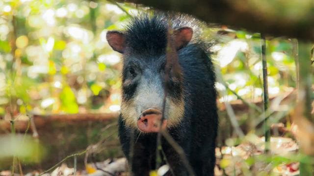 Drake Bay: Corcovado National Park and Sirena Station Tour