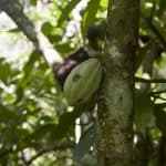 Samana: Bird Watching & Limon Waterfall - Photo 2 (Gallery view)