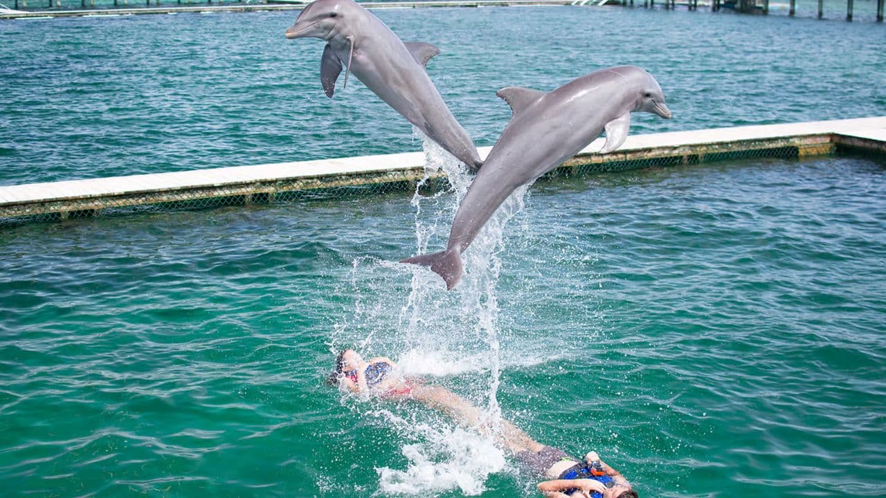 Punta Cana: Swim with Dolphins in the Pool
