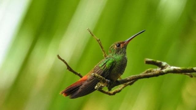 La Fortuna: Rainforest Nature Hike with Guide