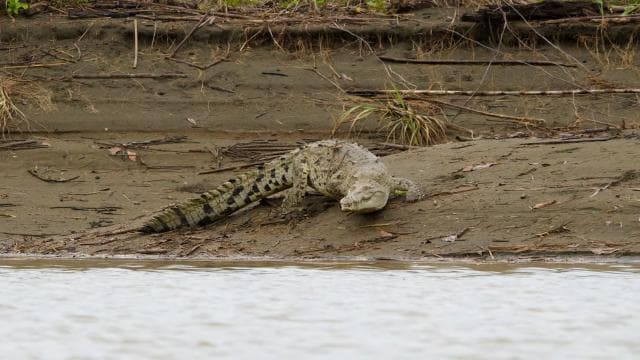 Quepos: Damas Island Authentic Local Mangrove Boat Tour