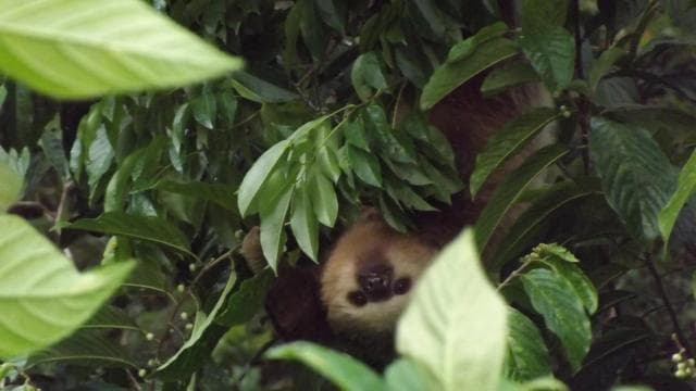 Bijagua: Kayak and Tropical Forest Trail Tour