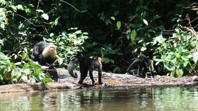 Tortuguero: Canoe tour package and night walk in the jungle.