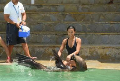 Ocean World Dolphin Swim & Sea Lion Combo from Puerto Plata