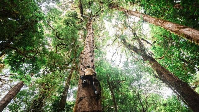 Monteverde: Arboreal Challenge Course - Aventura 5 în 1 - - Photo 2 (Gallery view)