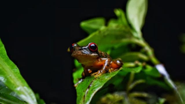 Monteverde: Kinkajou Forest Night Walking Tour - Photo 3 (Gallery view)