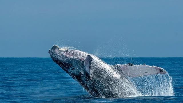 WHALE & DOLPHIN WATCHING IN UVITA COSTA RICA