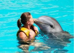 Punta Cana: Dolphin Explorer Park Entry, Swim, or Encounter
