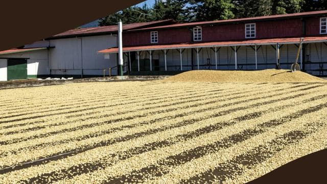 Coffee Farm tour, Poas Volcano Park and La Paz Waterfall