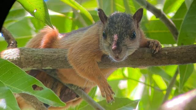 Uvita: Nature Walk at Marino Ballena National Park