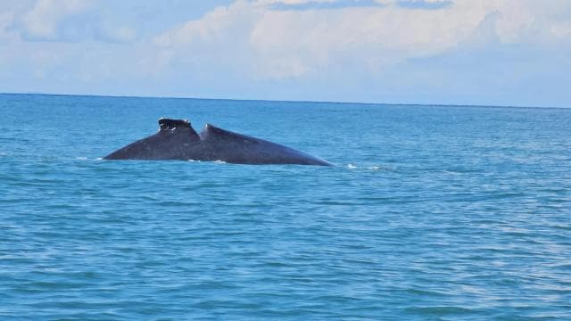 Marino Ballena National Park: Whale Watching Boat Tour