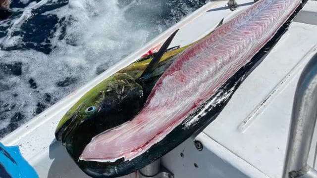Costa Rica: Sport Fishing Half Day Private Guided Experience