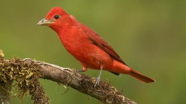 Monteverde: Half-Day Bird Watching Tour - Photo 3 (Gallery view)