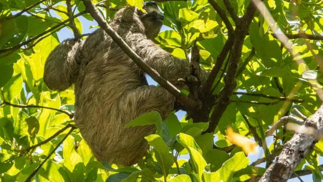 San Jose: Walking Nature Tour with Sloths, Birds, and Trees