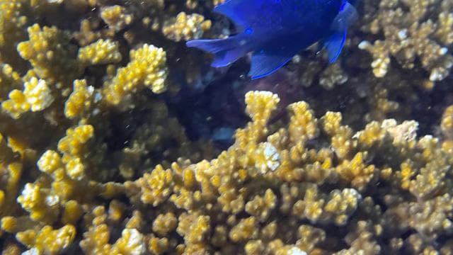 Isla del Caño: Snorkeling - Dominican Republic